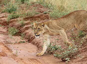 Murchison Falls National Park: Löwe Murchison Falls National Park: Löwe