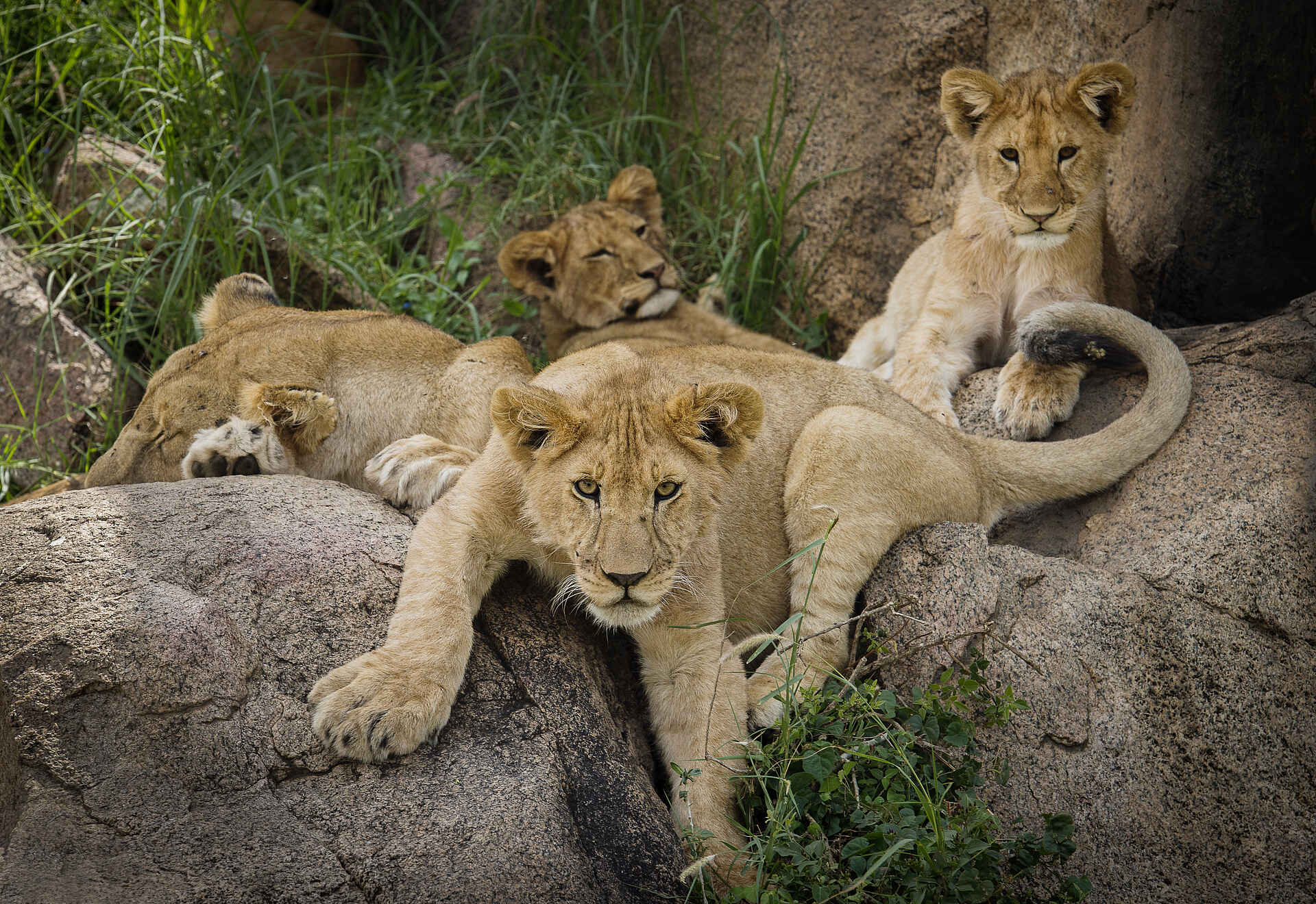 Namiri Plains Camp: Junge Löwen