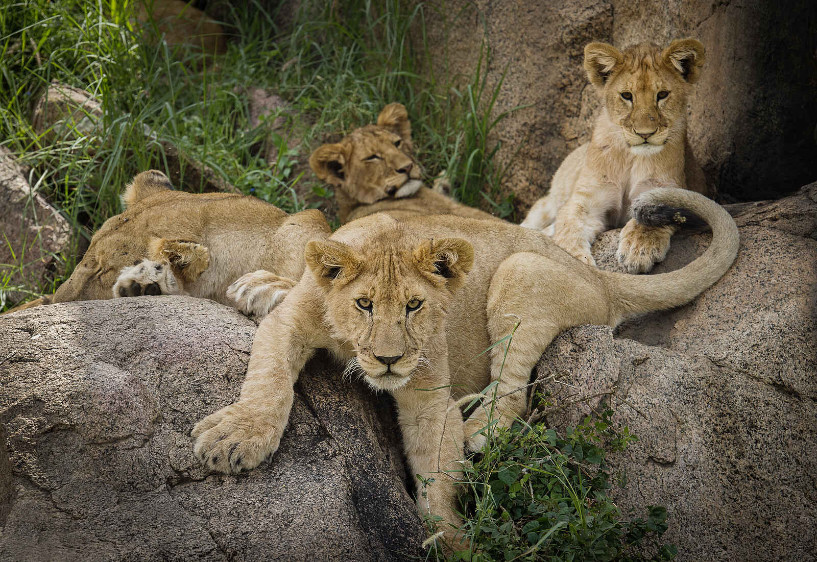 Namiri Plains Camp: Junge Löwen Namiri Plains Camp: Junge Löwen