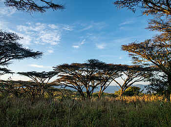 Ngorongoro Lions Paw Camp: Pirschfahrt