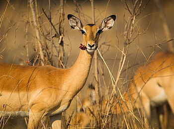 Norman Carr Safaris: Impala mit Blüte vom Sausage Tree