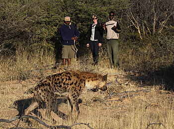 Okonjima Plains Camp: Safari mit Hyäne Okonjima Plains Camp: Safari mit Hyäne