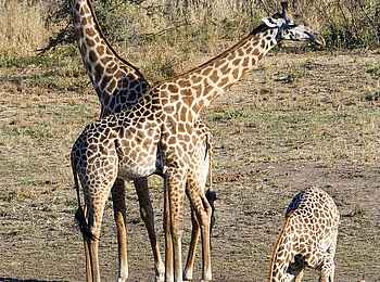 Robin Pope Safaris: Thornicroft-Giraffen