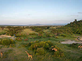 Saruni Eagle View: Giraffen Saruni Eagle View: Giraffen