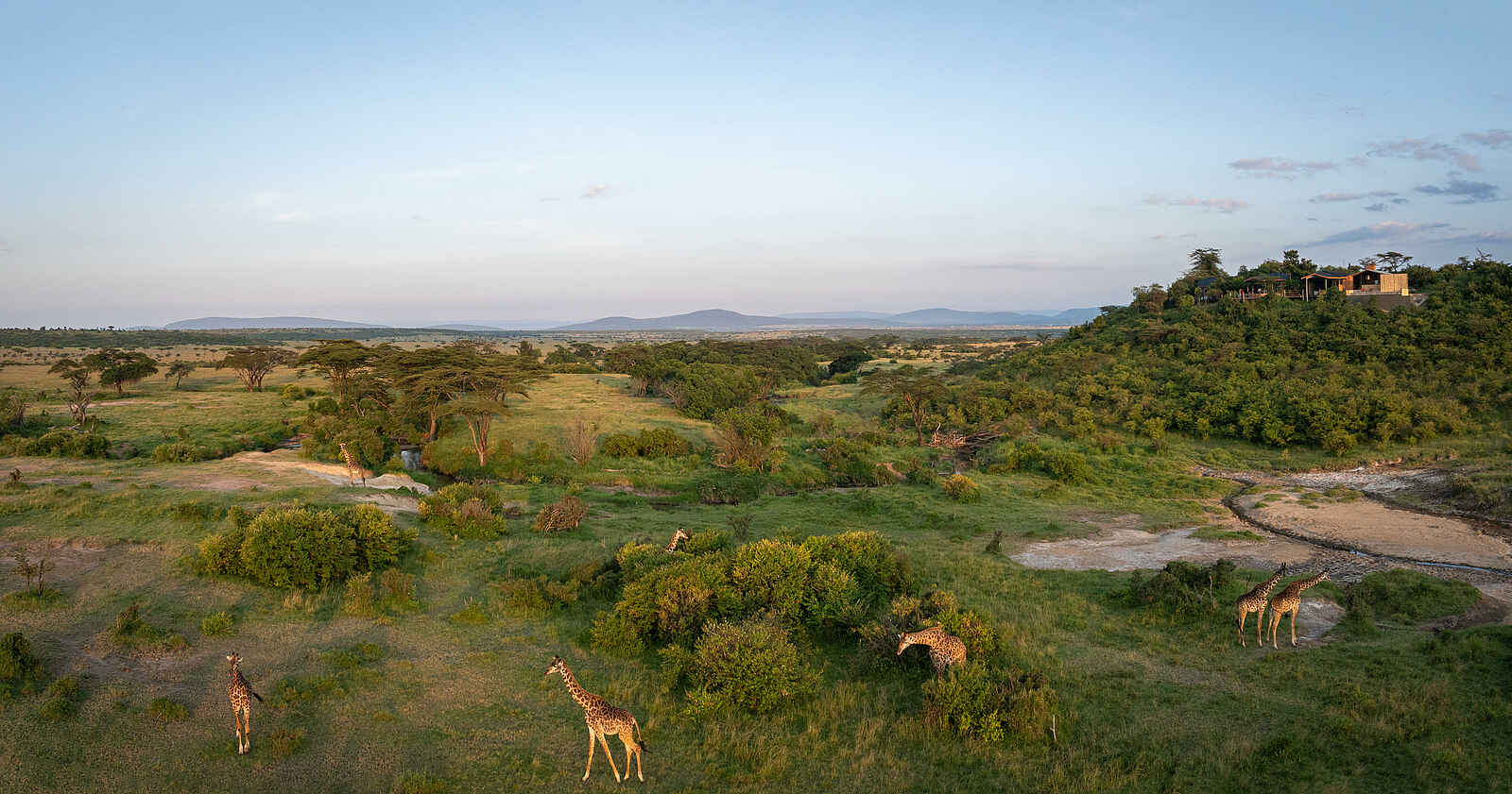 Saruni Eagle View: Giraffen Saruni Eagle View: Giraffen