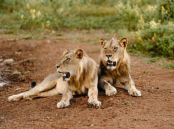 The Last Word Kitara Lodge: Zwei junge Löwenmännchen The Last Word Kitara Lodge: Zwei junge Löwenmännchen