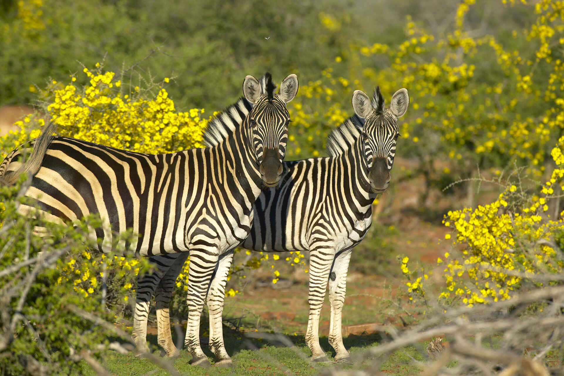 Tuli Safari Lodge Mashatu: Burchell-Zebras