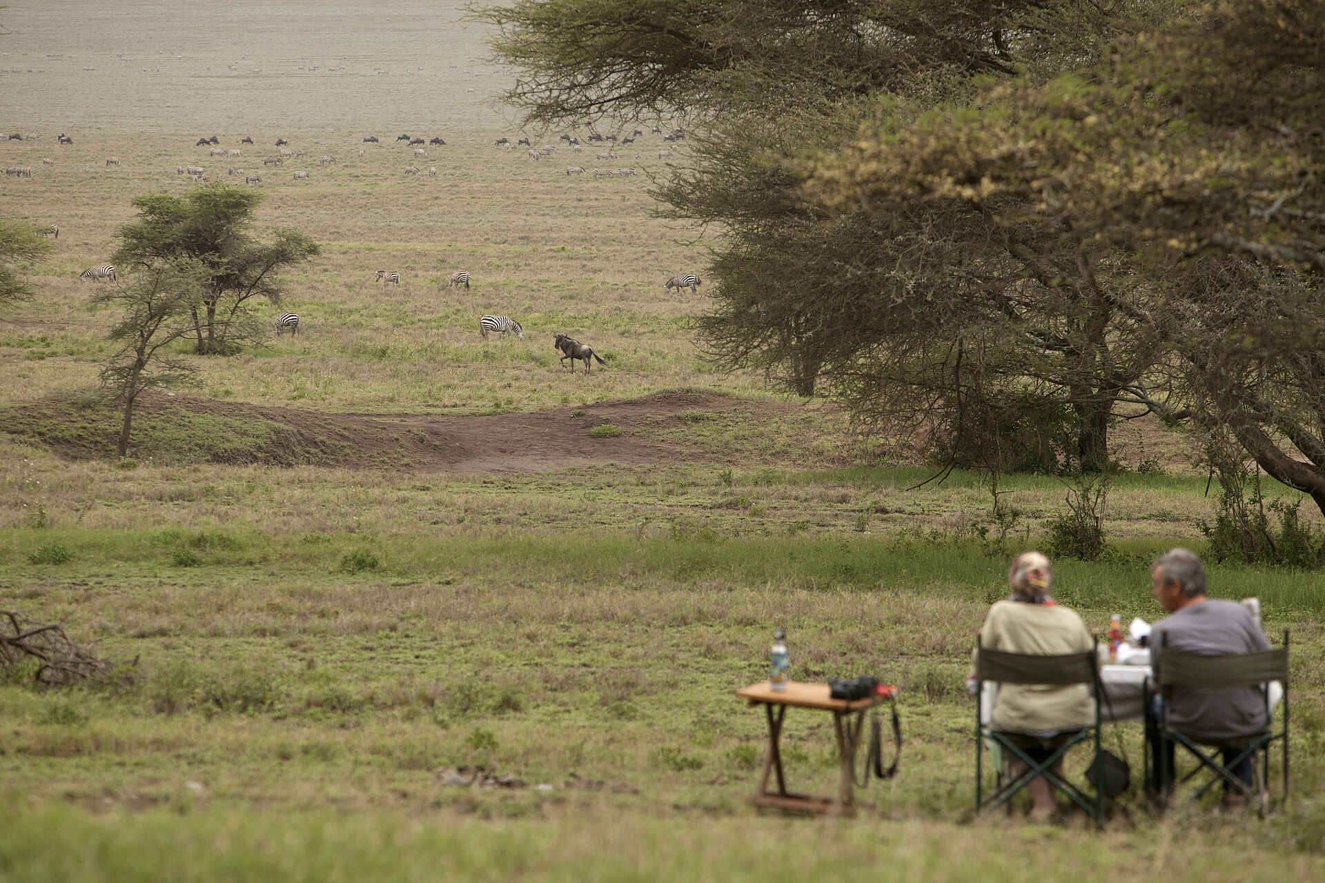 Naabi Hill, Serengeti, Tansania, Wayo Nabi Green Camp, Wayo Africa, Büffel, Essen, Herde, Mahlzeiten, Zebra, Afrikarma, Afrikarma Safaris, Afrikarma Safaris – Wildnis. Hautnah., afrikarma.de