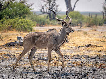 Wilderness Mokete Camp: Großer Kudu