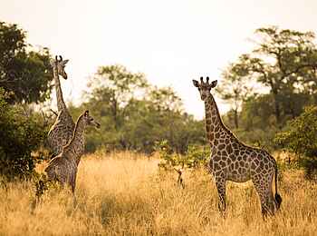 Zarafa Camp: Giraffenfamilie Zarafa Camp: Giraffenfamilie