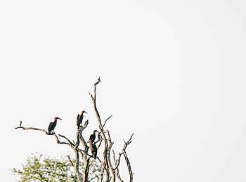 Chilo Ivory Trail Adventure: Ground Hornbills