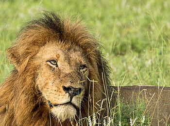 Jacis Sabi House: Struppiger Löwe