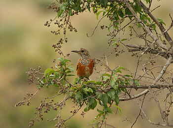 Makweti Safari Lodge: Farbenfrohes Gefieder