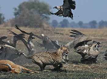 Ntemwa Busanga Bushcamp: Gepard verteidigt seine Beute vor Geiern