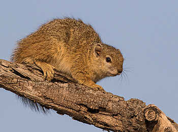 Sabi Sabi Earth Lodge: Buscheichhörnschen? Sabi Sabi Earth Lodge: Buscheichhörnschen?