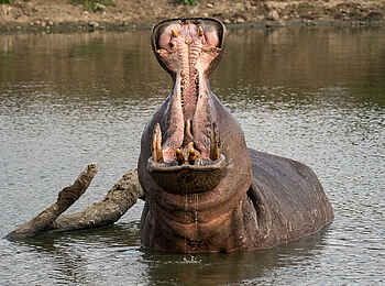 Sabi Sabi Selati Camp: Konversationsbeginn mit Nilpferd Sabi Sabi Selati Camp: Konversationsbeginn mit Nilpferd