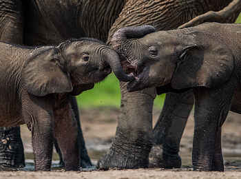 Sangha Lodge: Elefantenkinder Sangha Lodge: Elefantenkinder