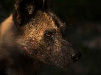 Selinda Camp: Afrikanischer Wildhund mit Kopfwunde