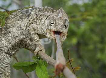 Time + Tide Miavana: Chamäleonzunge