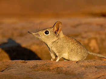 Tuli Safari Lodge Mashatu: Rüsselspringer