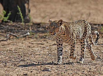 !Xaus Lodge: Leopard !Xaus Lodge: Leopard