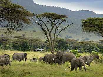 Angama Safari Camp: Elefanten Angama Safari Camp: Elefanten