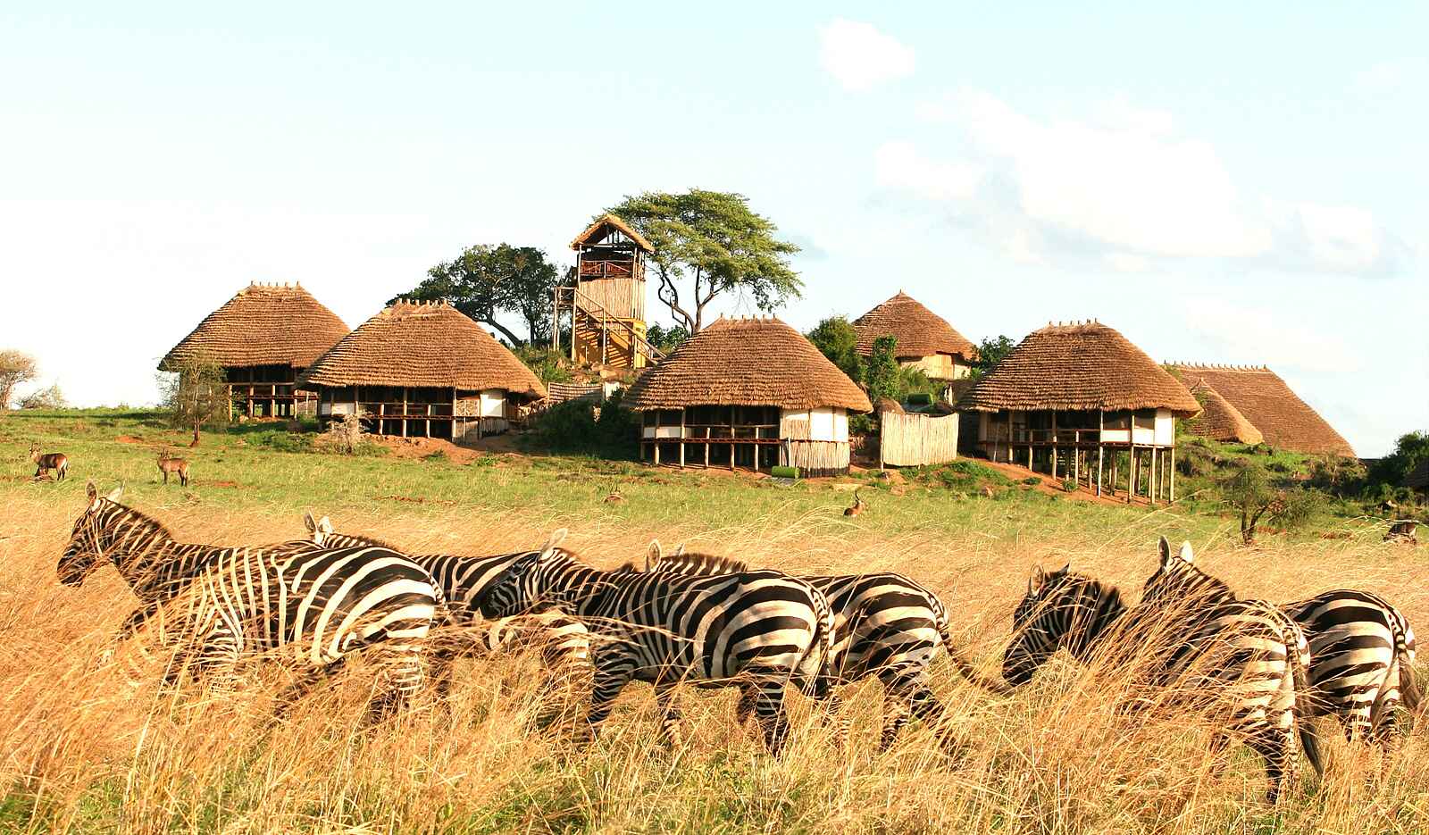 Apoka Safari Lodge: Zebras vor der Lodge Apoka Safari Lodge: Zebras vor der Lodge