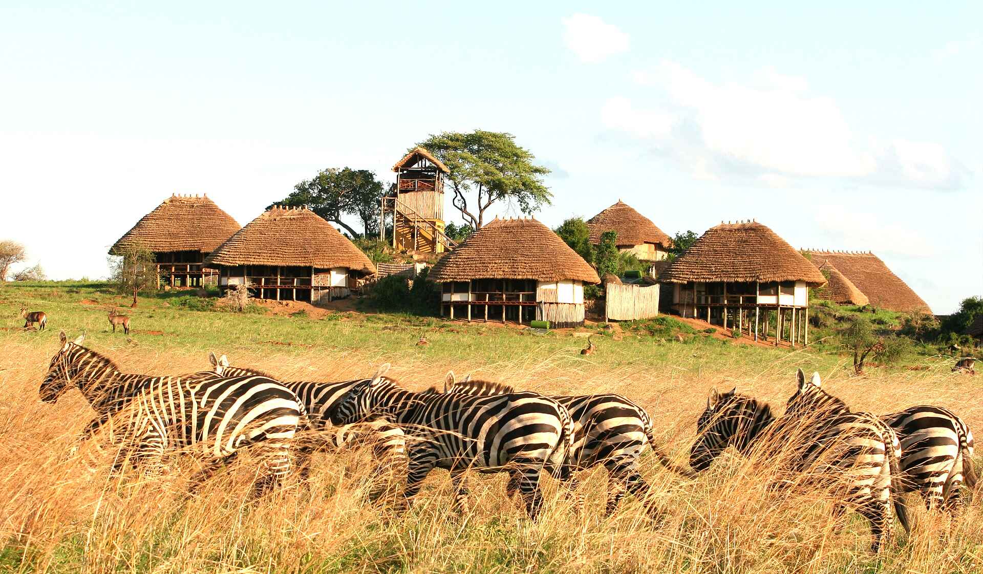 Apoka Safari Lodge: Zebras vor der Lodge