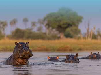 Camp Tawana: Flußpferde