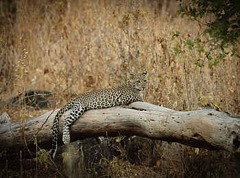 Charlie Ruaha Safari Camp: Leopard