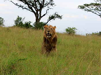 Enjojo Lodge: Männlicher Löwe