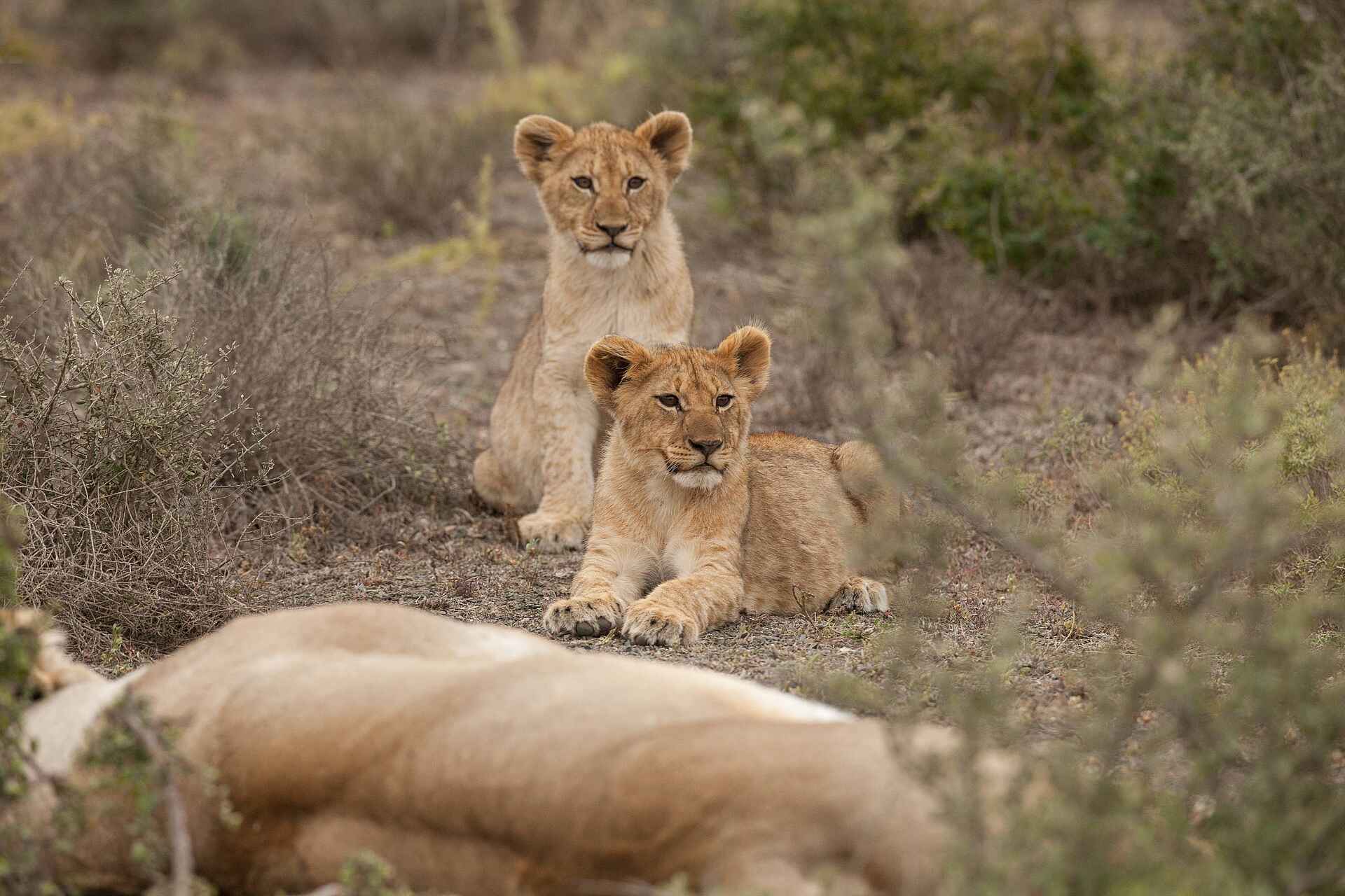Great Fish River Lodge: Löwen Great Fish River Lodge: Löwen