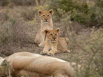 Great Fish River Lodge: Löwen