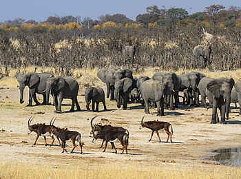 Jozibanini Camp: Nebeneinander der verschiedensten Tiere Jozibanini Camp: Nebeneinander der verschiedensten Tiere