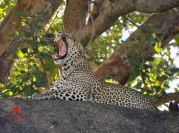 Kaskaz Mara Camp: Leopard auf Baumstamm