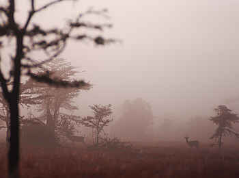 Kicheche Laikipia Camp: Antilopen