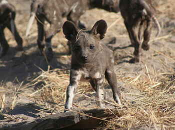 Kwara Camp: Wildhundwelpe Kwara Camp: Wildhundwelpe