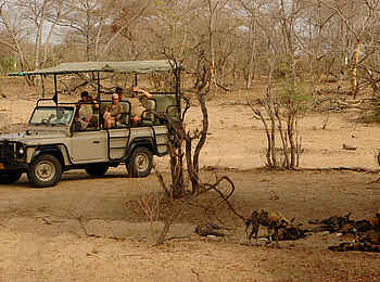 Lake Manze Camp: Wildhunde Lake Manze Camp: Wildhunde