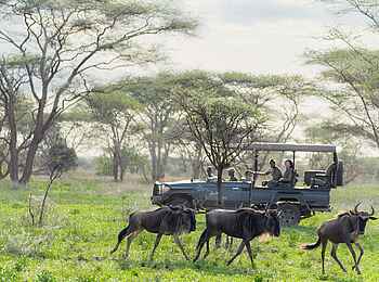 Legendary Songa Migrational Camp: Game Drive