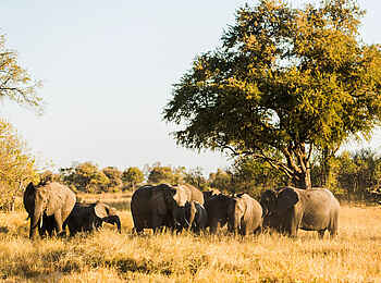 Machaba Camp: Elefanten