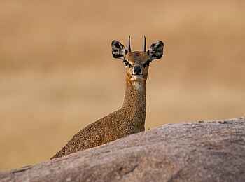 Mkombes House Lamai: Steinböckchen