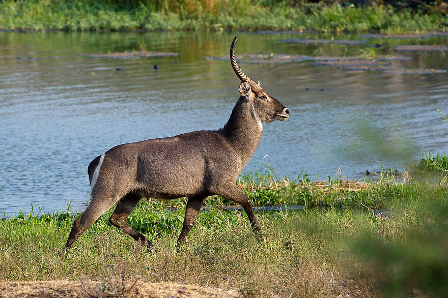 Mkulumadzi Lodge: Waterbuck Mkulumadzi Lodge: Waterbuck