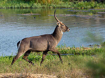 Mkulumadzi Lodge: Waterbuck