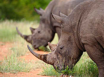 Motswari Game Lodge: Nashörner