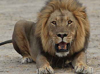 Nehimba Lodge: Löwenmännchen Nehimba Lodge: Löwenmännchen