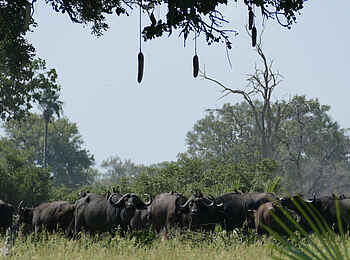 Nkasa Linyanti: Eine Büffelherde Nkasa Linyanti: Eine Büffelherde