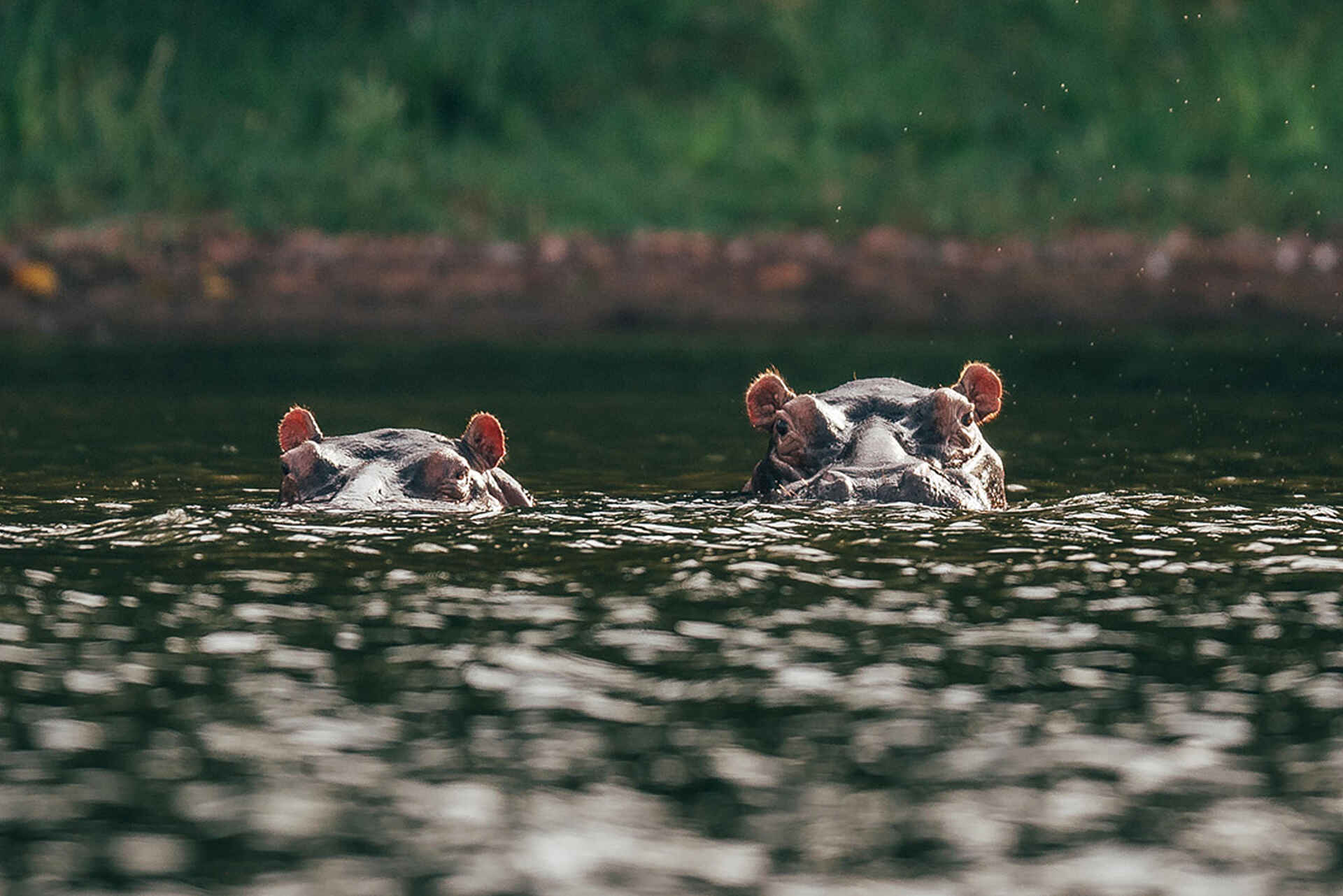 Rubondo Island Camp: Nilpferde im Wasser