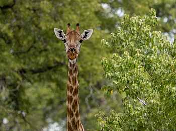 Sable Alley Camp: Giraffe Sable Alley Camp: Giraffe