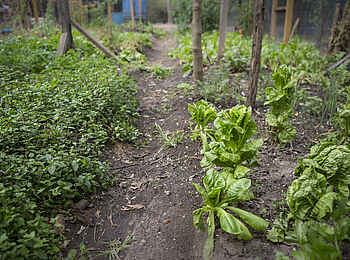 Sala's Camp: Gemüsegarten des Camps Sala's Camp: Gemüsegarten des Camps