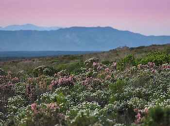 Simbavati Fynbos on Sea Lodge: Blütenpracht Simbavati Fynbos on Sea Lodge: Blütenpracht